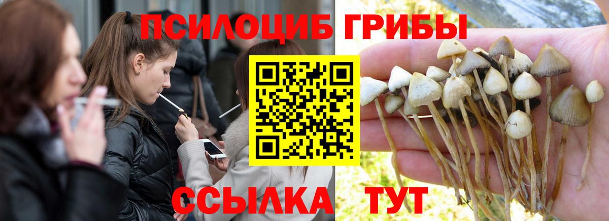 Энгельс  Галлюциногенные грибы прущие грибы  Вход с VPN 